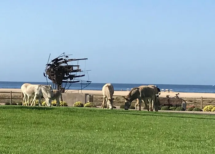 Holamigos Apartamento